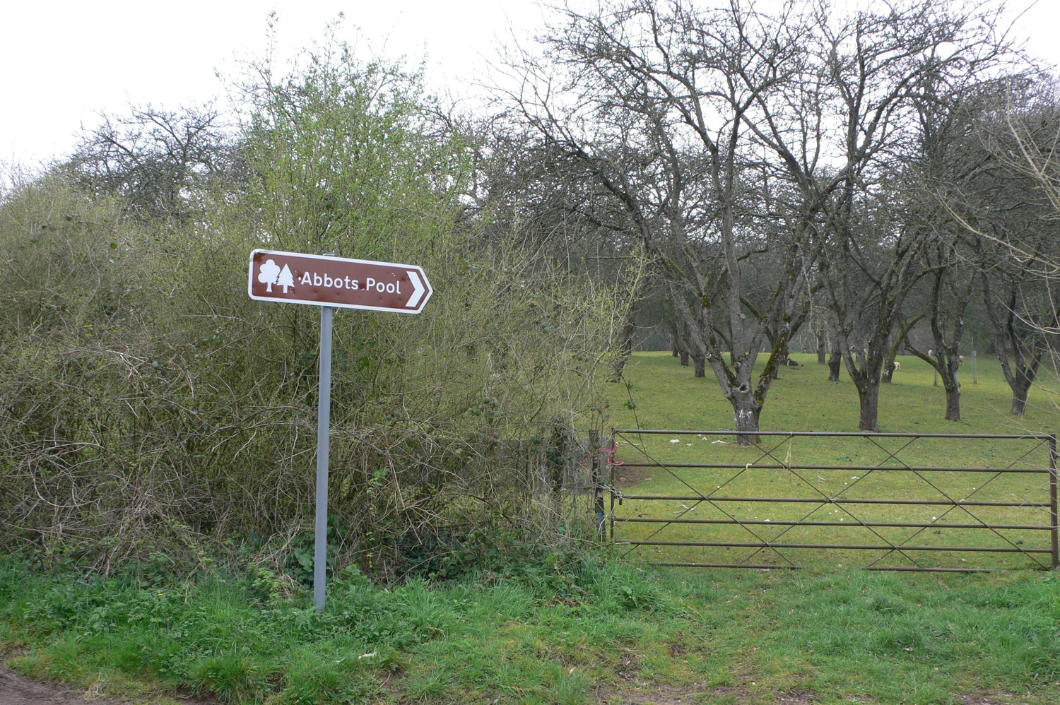 Orchard near Abbots Pool Bristol