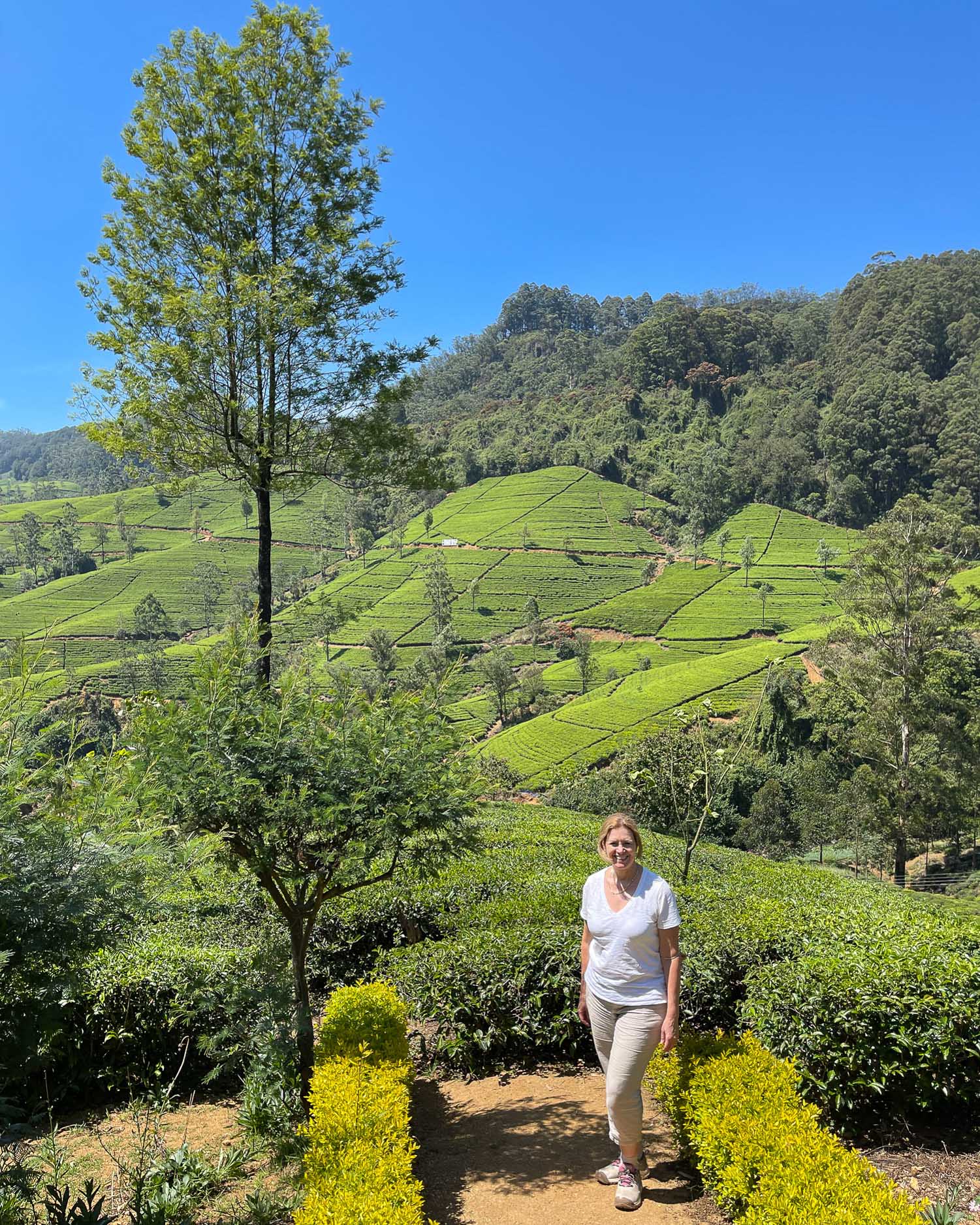 Tea estates near Nuwara Eliya in Sri Lanka Photo Heatheronhertra