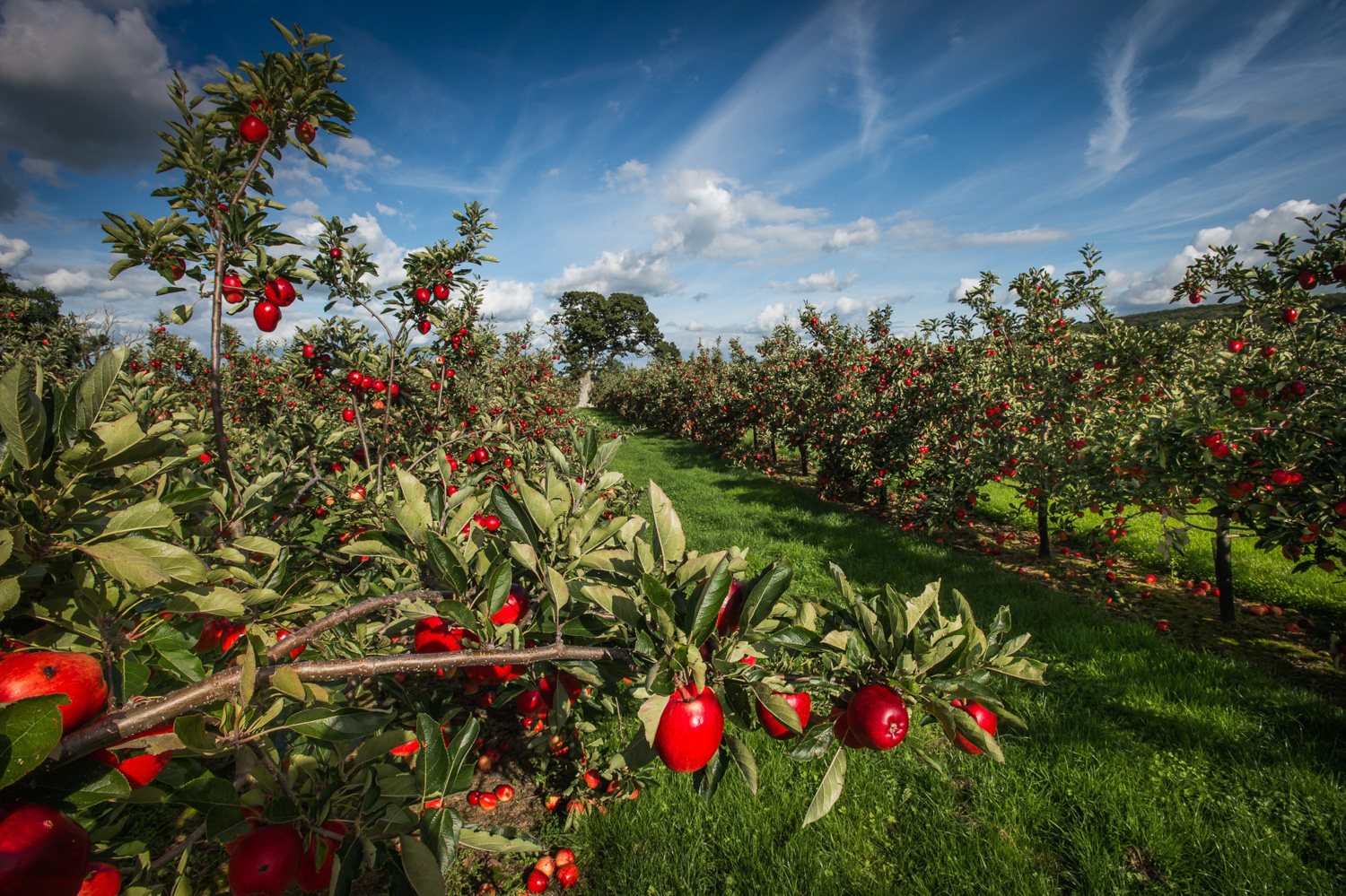 Thatchers Cider