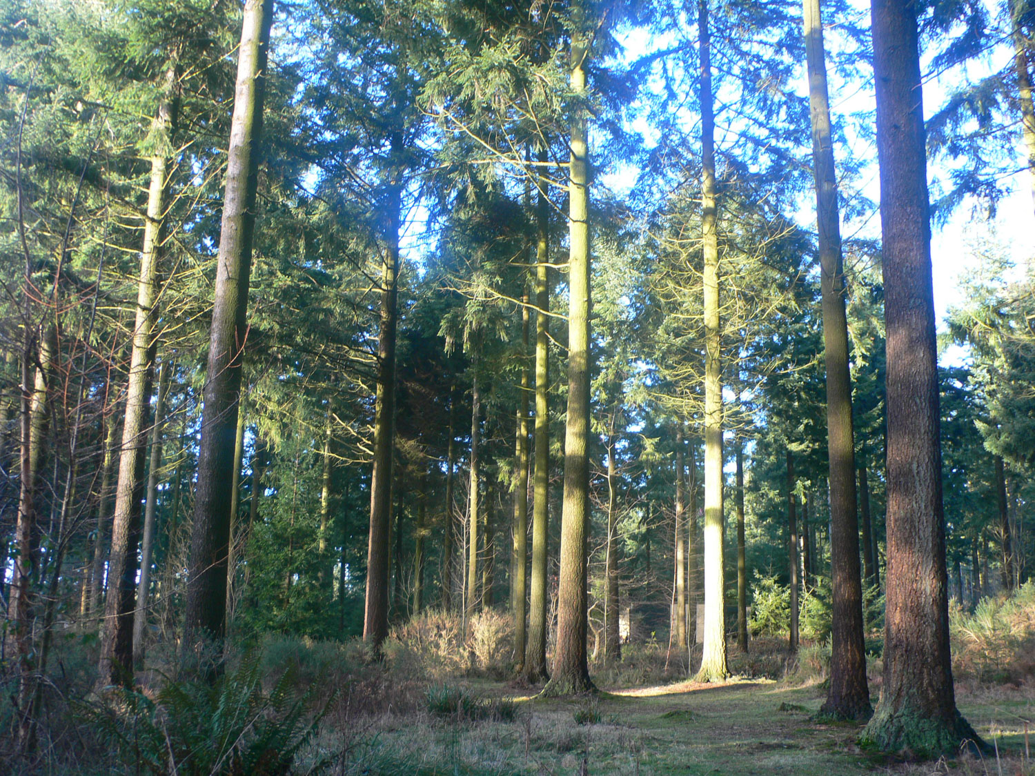 The Forest at Centerparcs Longleat