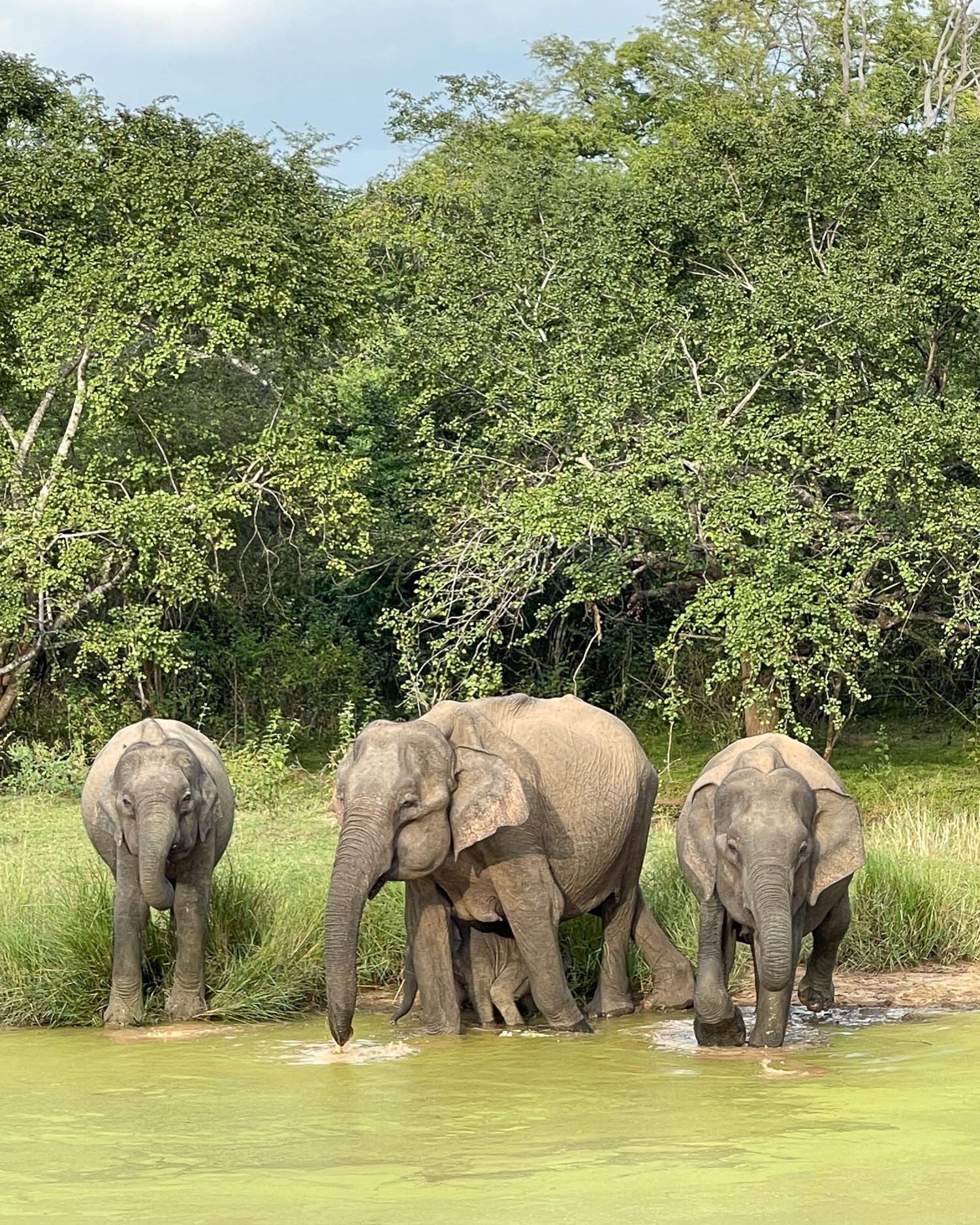 Udawalawe National Park Sri Lanka Photo Heatheronhertravels.com