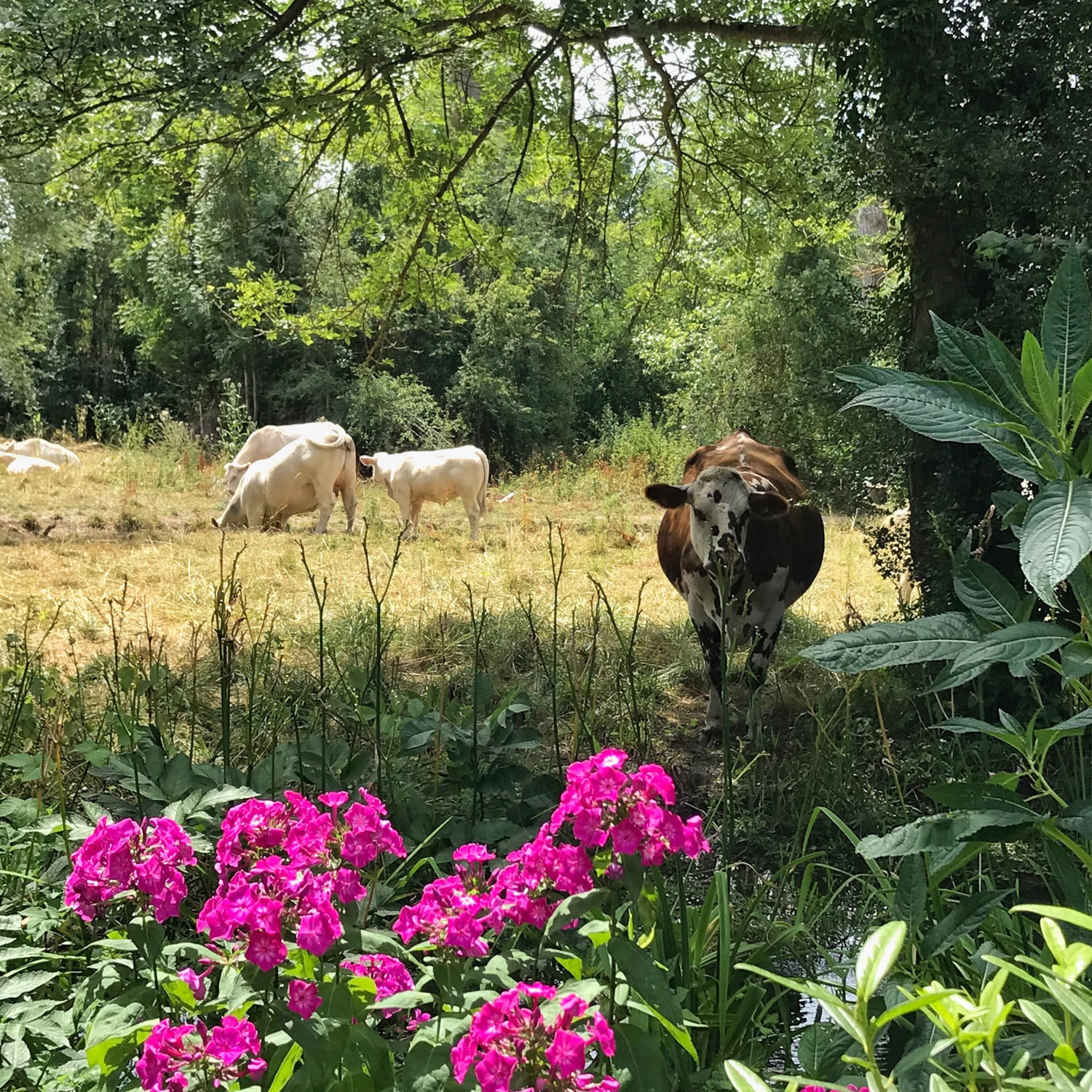 Monet's Garden at Giverny Photo Heatheronhertravels.com